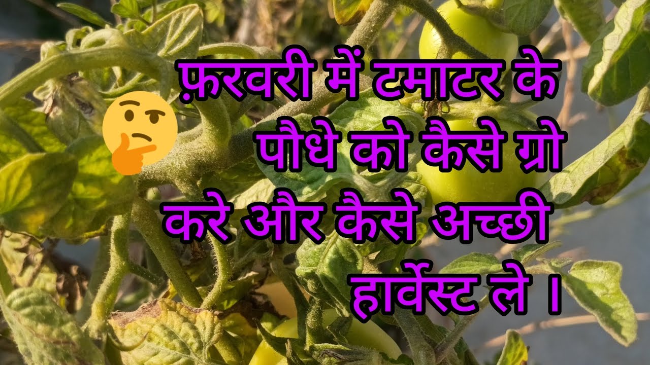 फ़रवरी में टमाटर के पौधे को कैसे ग्रो करे ।