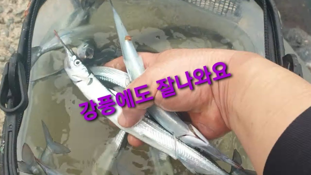 통영도 도보권 학꽁치 잘나와요 화장실도있으니 걱정없이 오세요