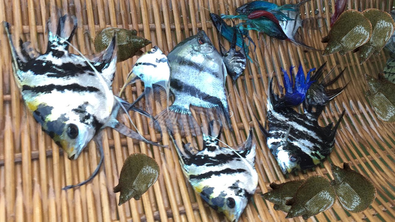 So Amazing beautiful Fish! Caught beautiful big Angel Fish, Halfmoon and lovely Soft-Shelled Turtle