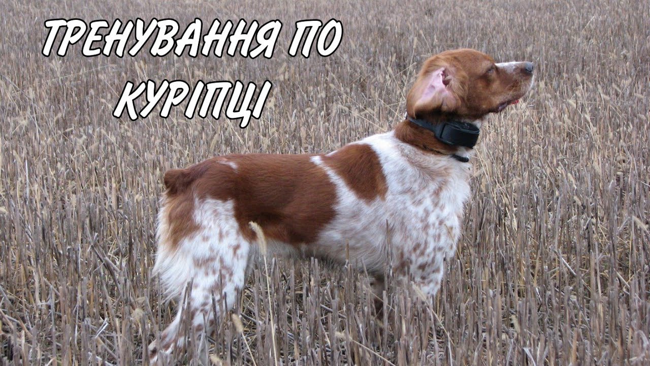 Epagneul Breton ROUS | Тренування по куріпці | Training a dog for a gray partridge.