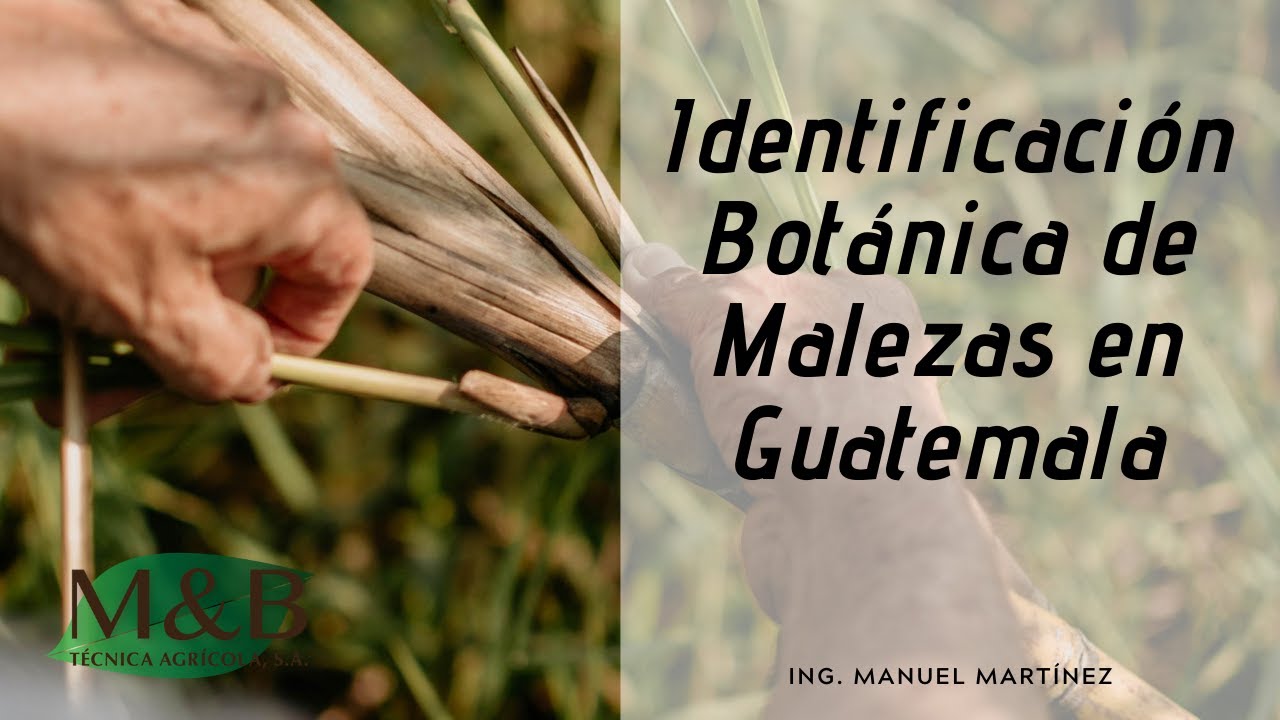 Identificación Botánica de Malezas en Guatemala
