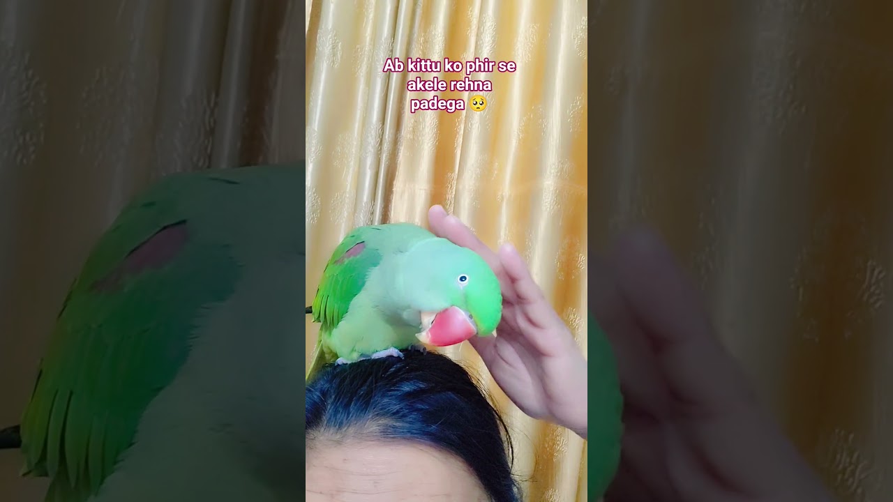 cute parrot kittu 🎀😘 ki pyari batein ❤️