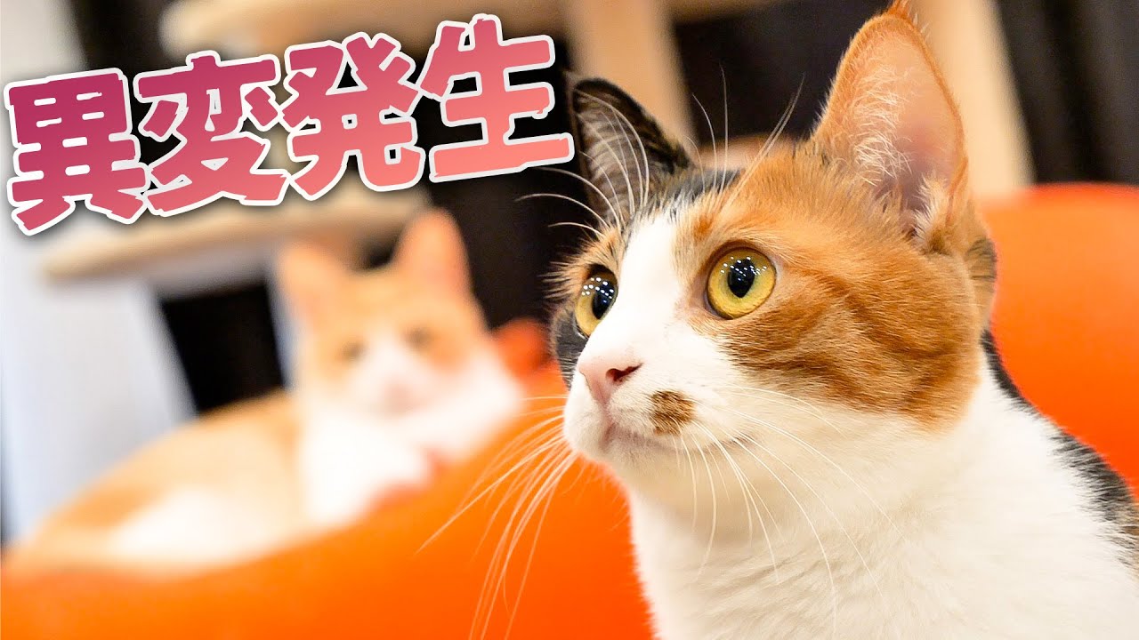 突然様子がおかしくなってしまったベルちゃんにロビンがまさかの反応を見せました…