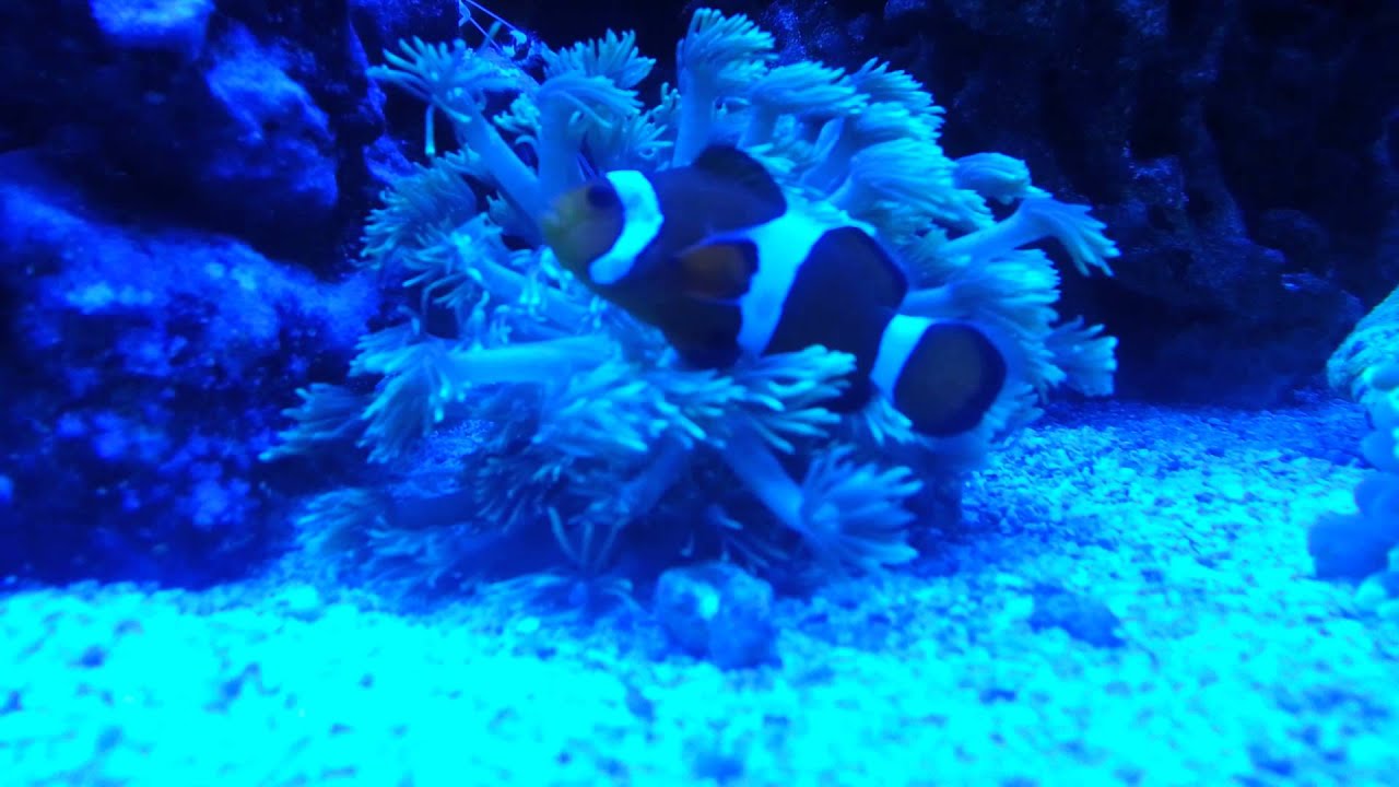 Clown fish hosting a green gionopora