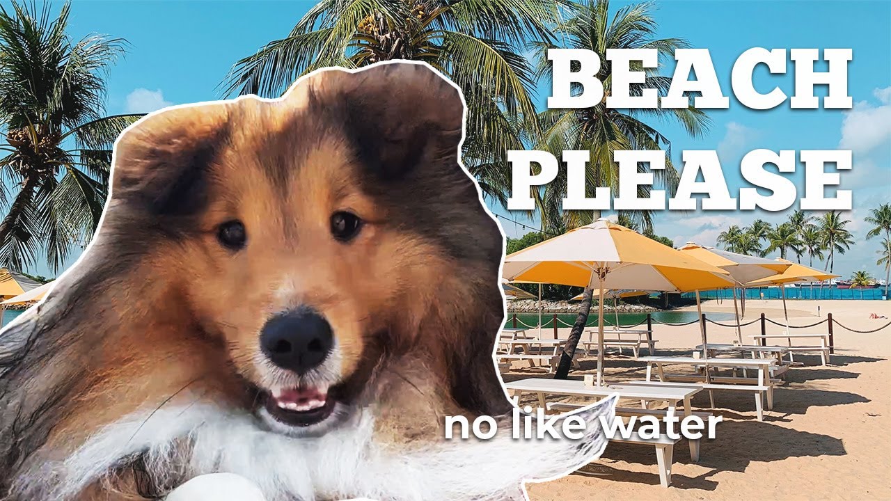 Sheltie discovers the beach for first time | Tanjong Beach Sentosa