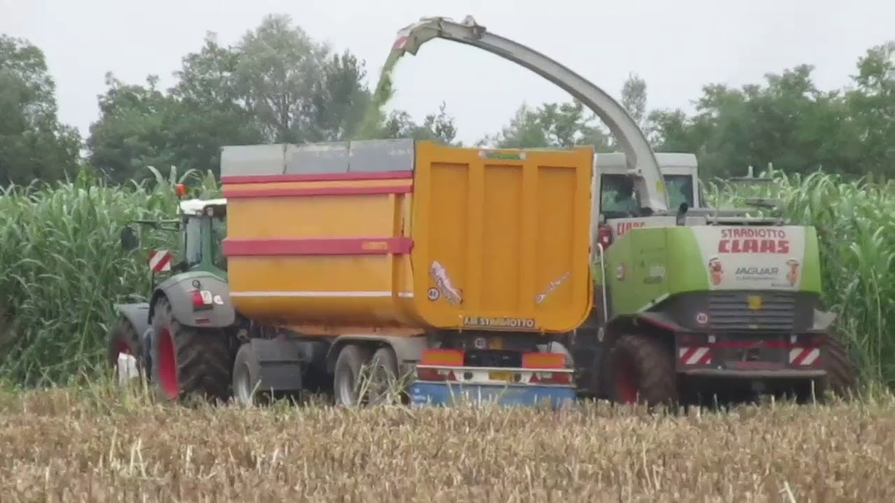 Insilato sorgo by stradiotto