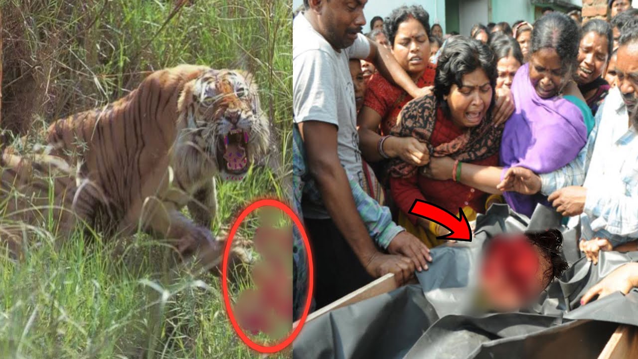 🚨 जंगल सफारी पर जाने से पहले यह वीडियो ज़रूर देखें🙏Tiger Attack Human Wildlife Safari Pilibhit Tiger
