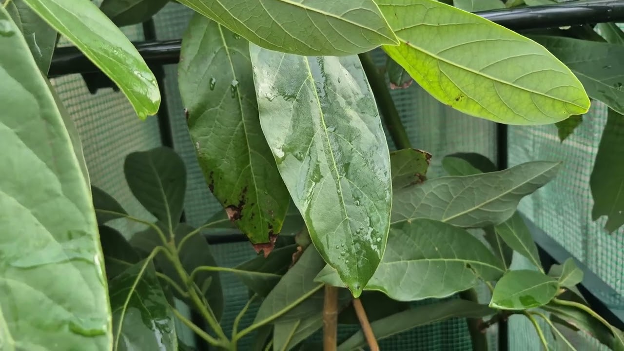 UK Avocado update (28th January 2026)