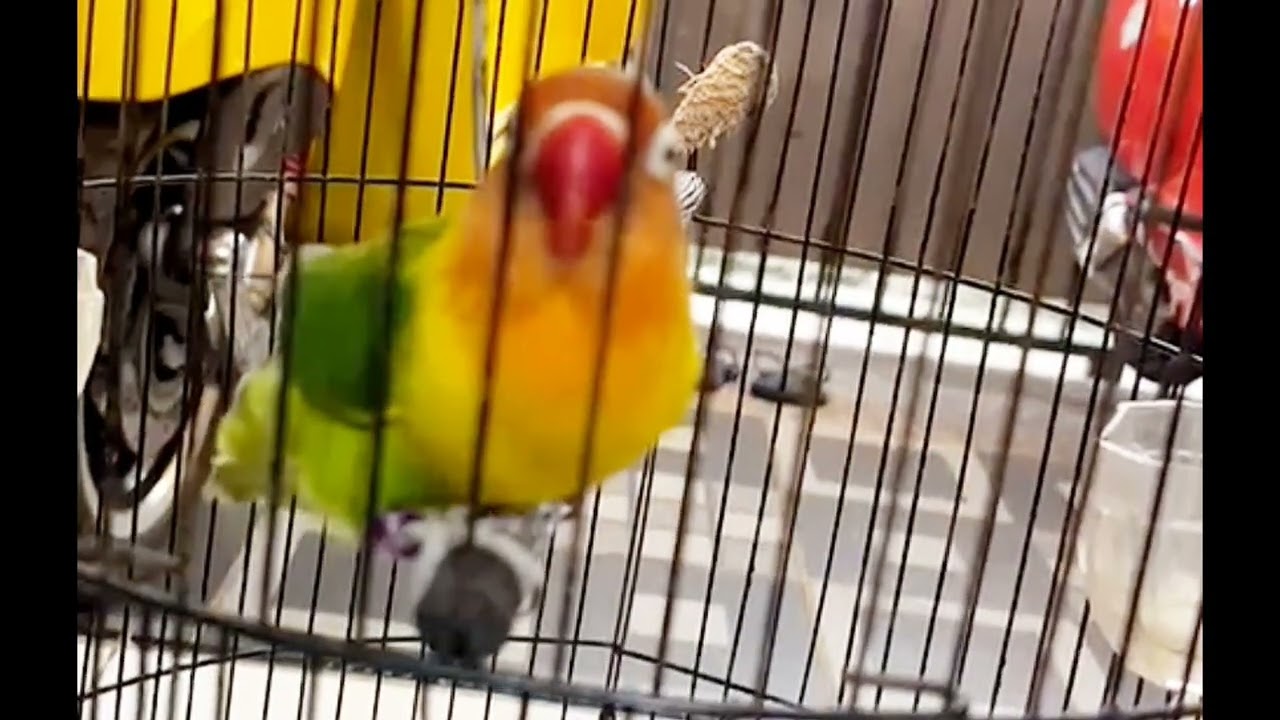 #lovebirds #lovebirdfighter #lovebirdfighterdurasipanjang #lovebirdpaud #masteranburung #rikigustama