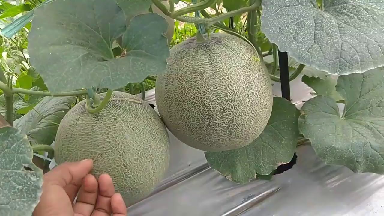 Review Melon Alina f1 dan Action 434, umur 60 hari, siap panen