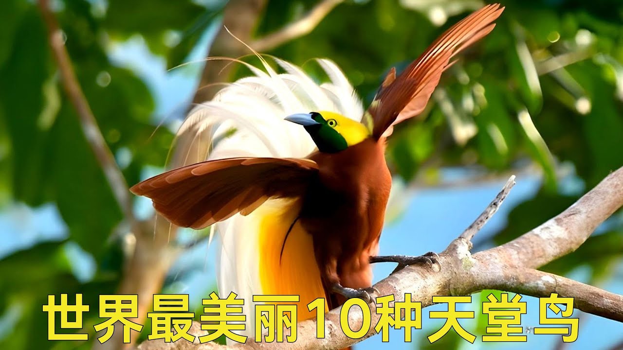 美丽的连孔雀都自愧不如的10种天堂鸟，自然界最惊艳的羽毛奇迹，天堂鸟TOP10排名