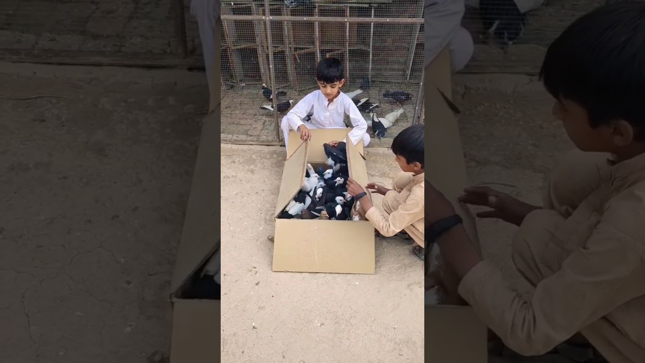Kabootar ki video ❤️ || Pigeon video || Kabootar || Pigeon 🔥#shorts #pigeon #kabootar