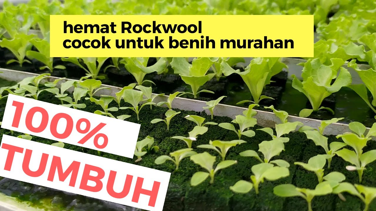 Terbaru !!! Cara semai selada Hidroponik berhasil 100%