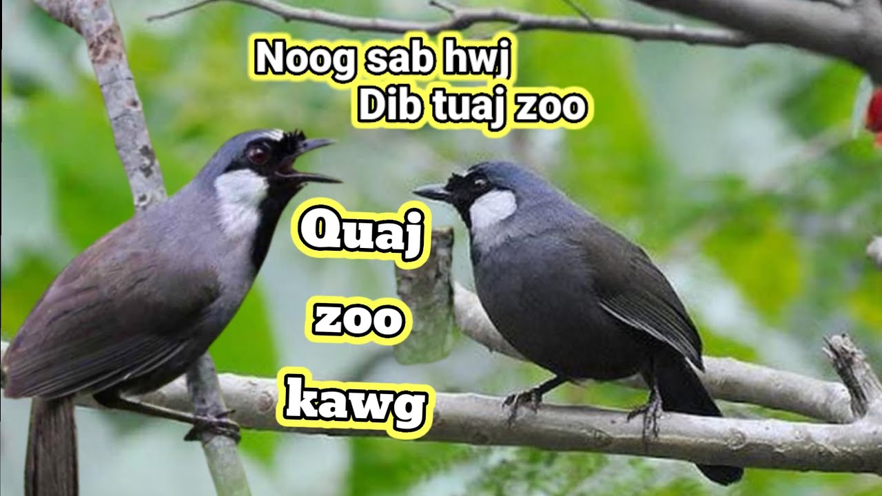 Noog Sab Hwj Quaj Dib Tuaj Zoo Heev {นกมะเกลือร้องเพลงNk makelụ̄x r̂xngphelng} @Hoanghmong2002