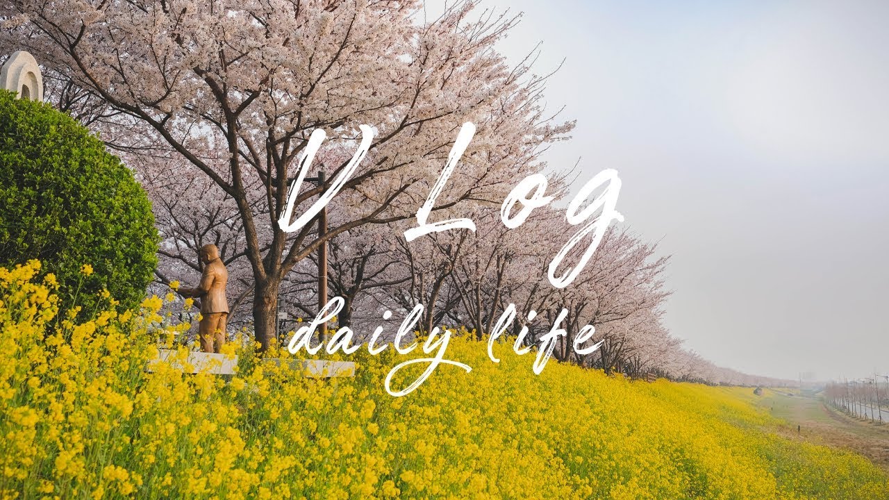 [ENG] 벚꽃과 유채꽃이 만개🌸 부산 대저생태공원에 혼자 출사 다녀오기 :: Cherry blossoms in korea