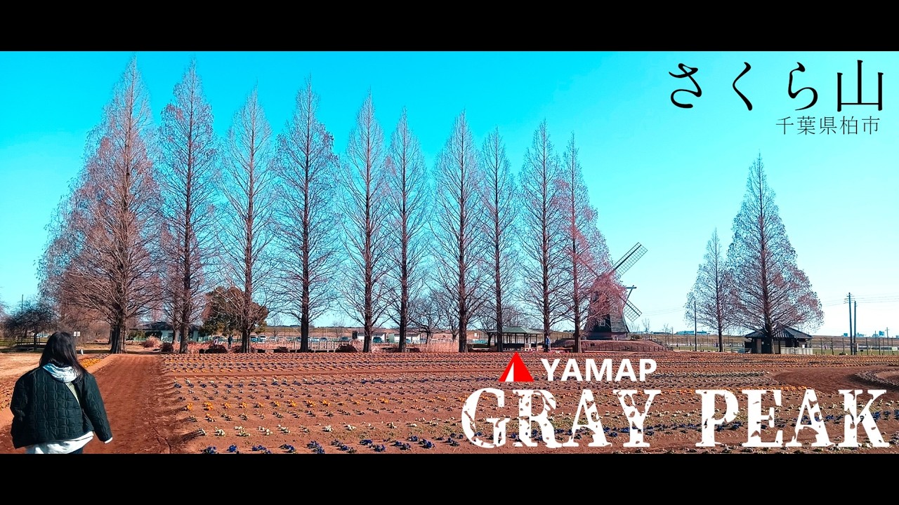 YAMAPグレーピーク#3【さくら山】フォトジェニックな風車と花の里を歩く