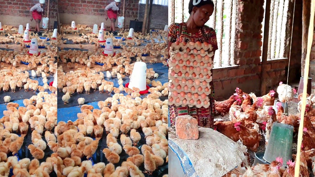  Make aliving from raising chicken in your backyard/ poultry farm business #chickenfarming 