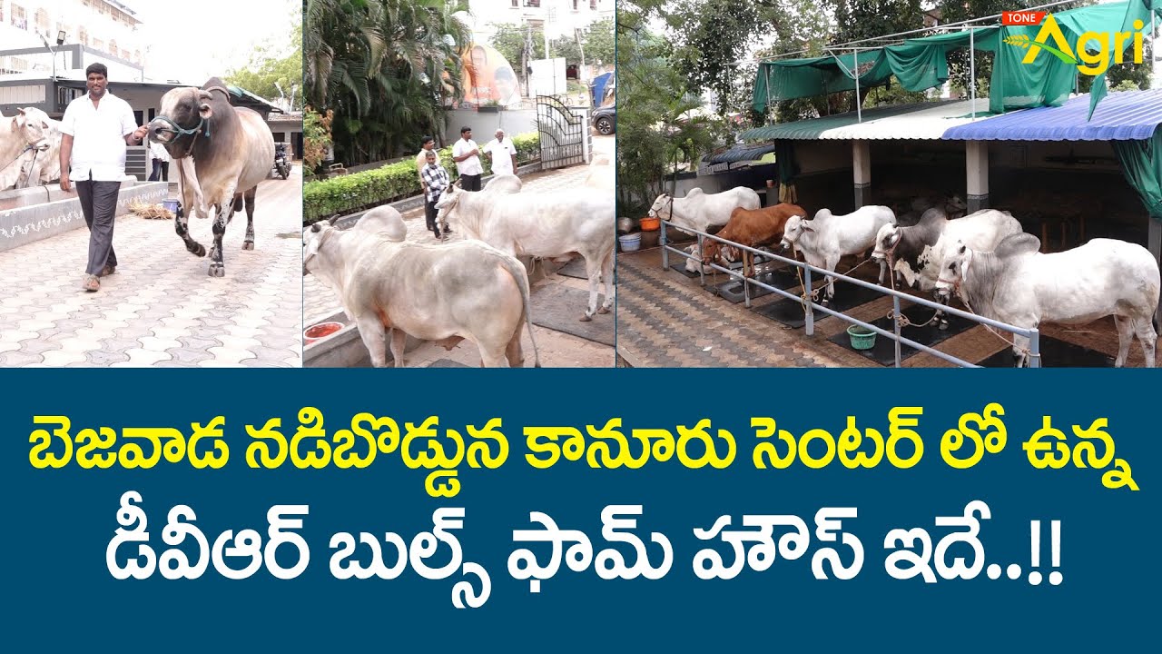 DVR Bulls Farming | బెజవాడ నడిబొడ్డున కానూరు సెంటర్‌లో ఉన్న డీవీఆర్ బుల్స్ ఫామ్ హౌస్ ఇదే.! Tone Agri