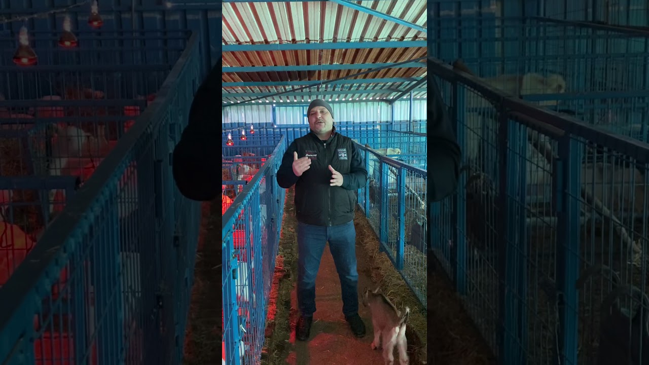 ALPİN KEÇİSİ HAKKINDAKİ SORULARA YANIT