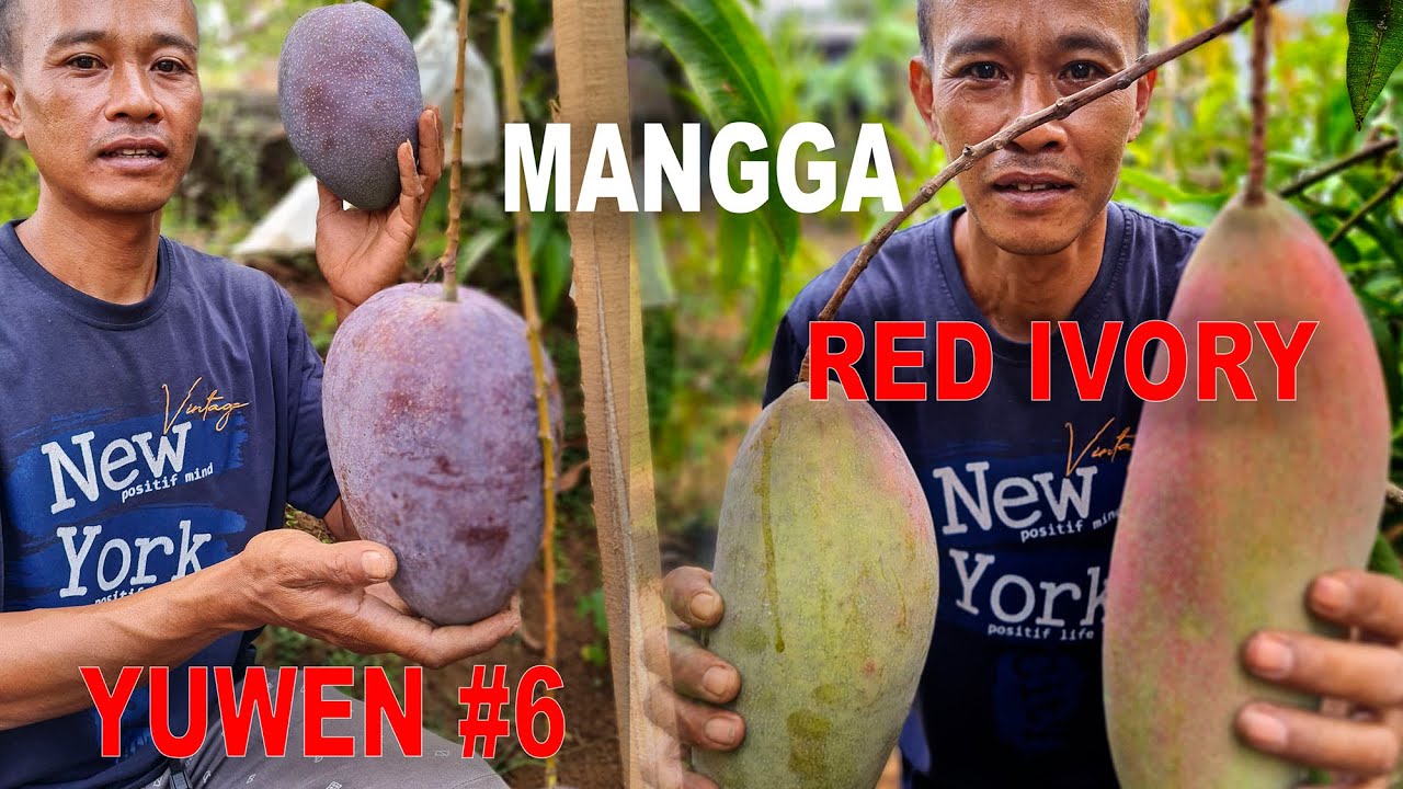 MANGGA RED IVORY & YUWEN #6