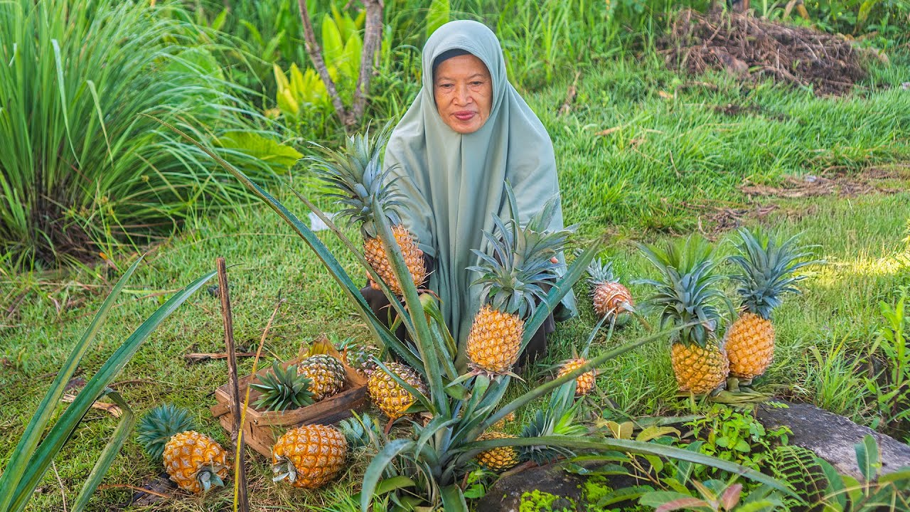 Memetik Nanas Manis di Kebun | Masak Nasi Goreng Nanas,  dan Lapis Singkong Gulung Nanas