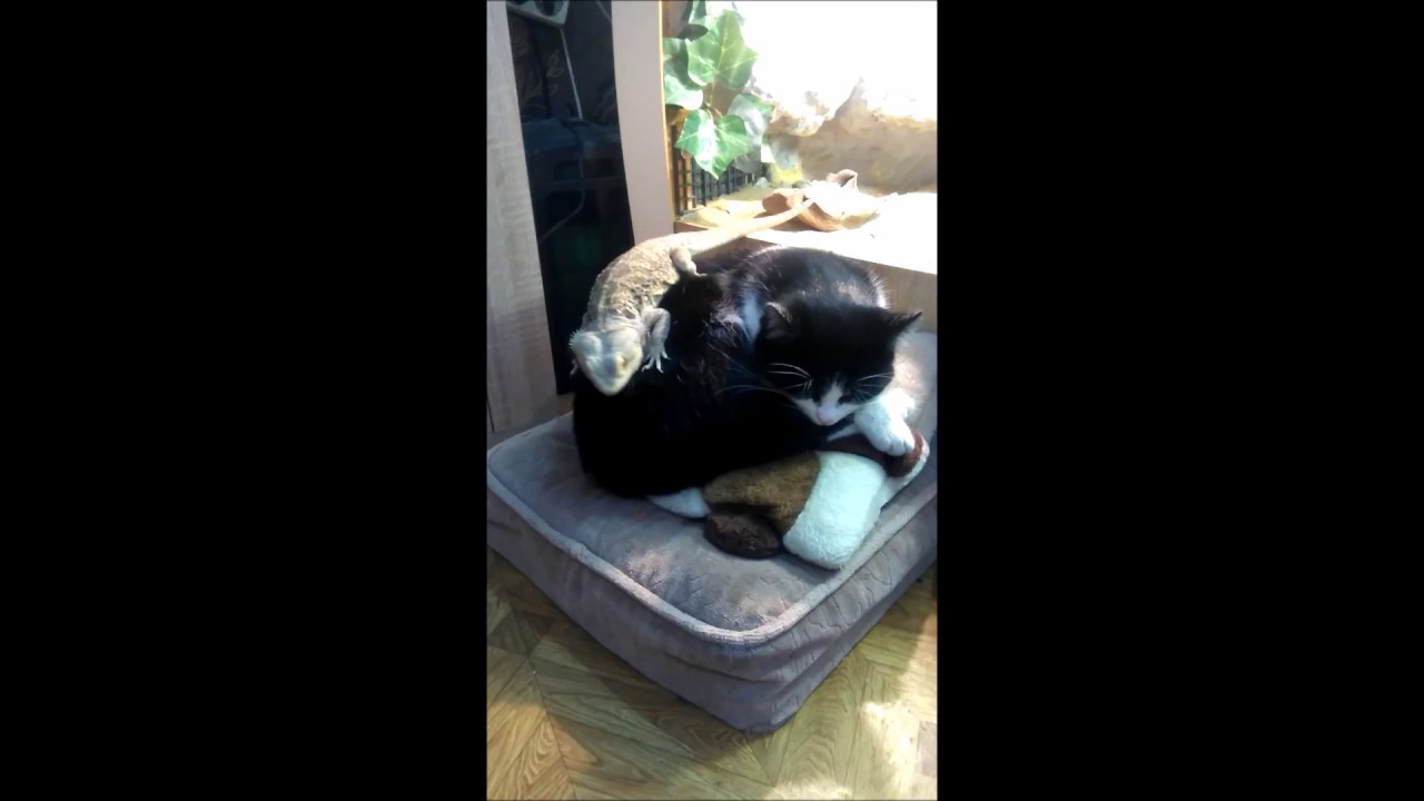 Agama brodata i kot /central bearded dragon & cat