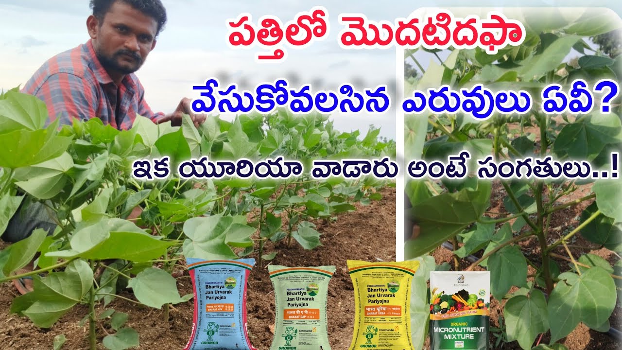 పత్తిలో మొదటి దఫా ఎరువులు | యూరియా వేస్తున్నారా? అయితే మీ దిగుబడి మీరే తగ్గించుకుంటున్నారు!