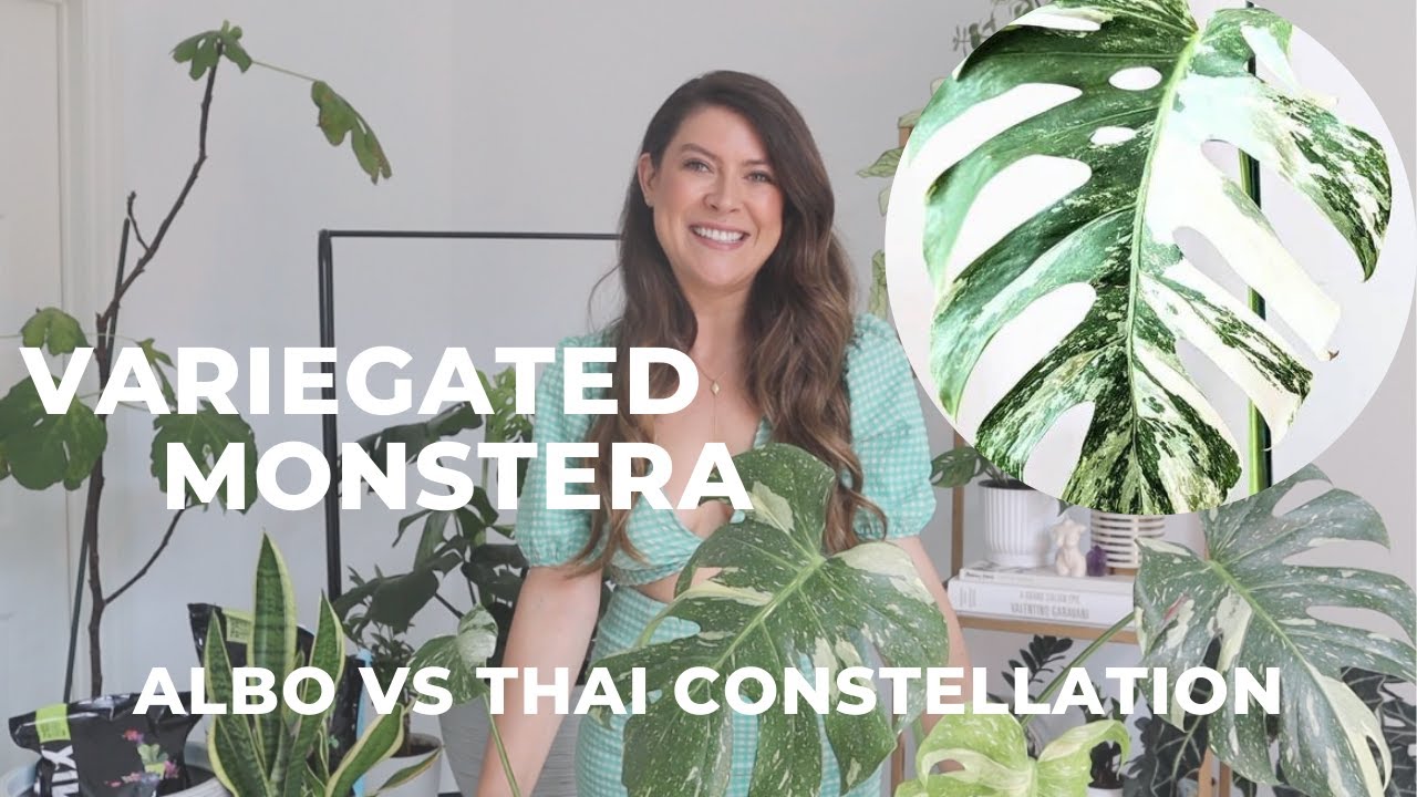 Buying a Variegated Monstera? | Thai Constellation vs Albo Borsigiana