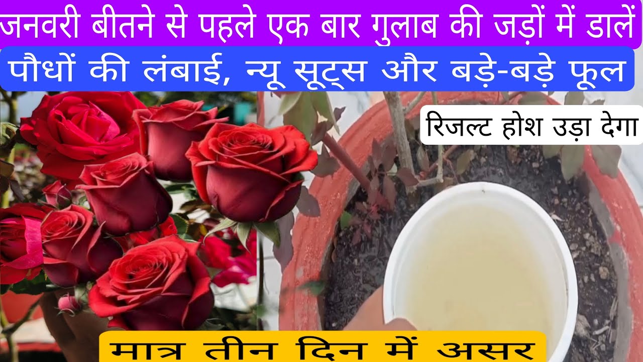 गुलाब में पौधे की ग्रोथ,न्यू वेसल सूट्स और बंपर बड़े फूलों के लिए जनवरी बीतने से पहले  तुरंत डालें