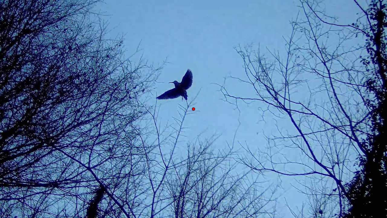 ОХОТА НА ВУДКОКА С АНГЛИЙСКИМ ПОЙНТЕРОМ (ДП) #woodcockhunting #trend #gopro