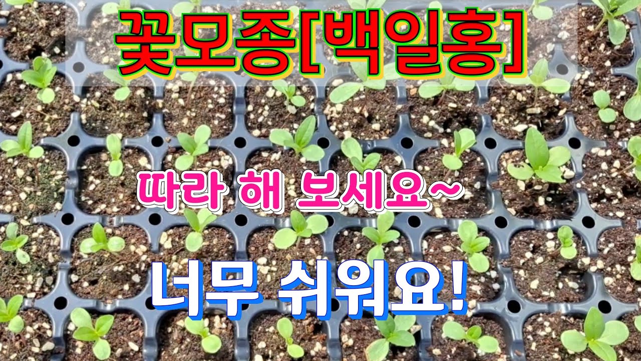 꽃모종 쉽게 만들기 . 밀식된 백일홍 꽃모종을 나눠서 다른 모판에 이식하여 100% 성공하였습니다. Making a flower seedling.