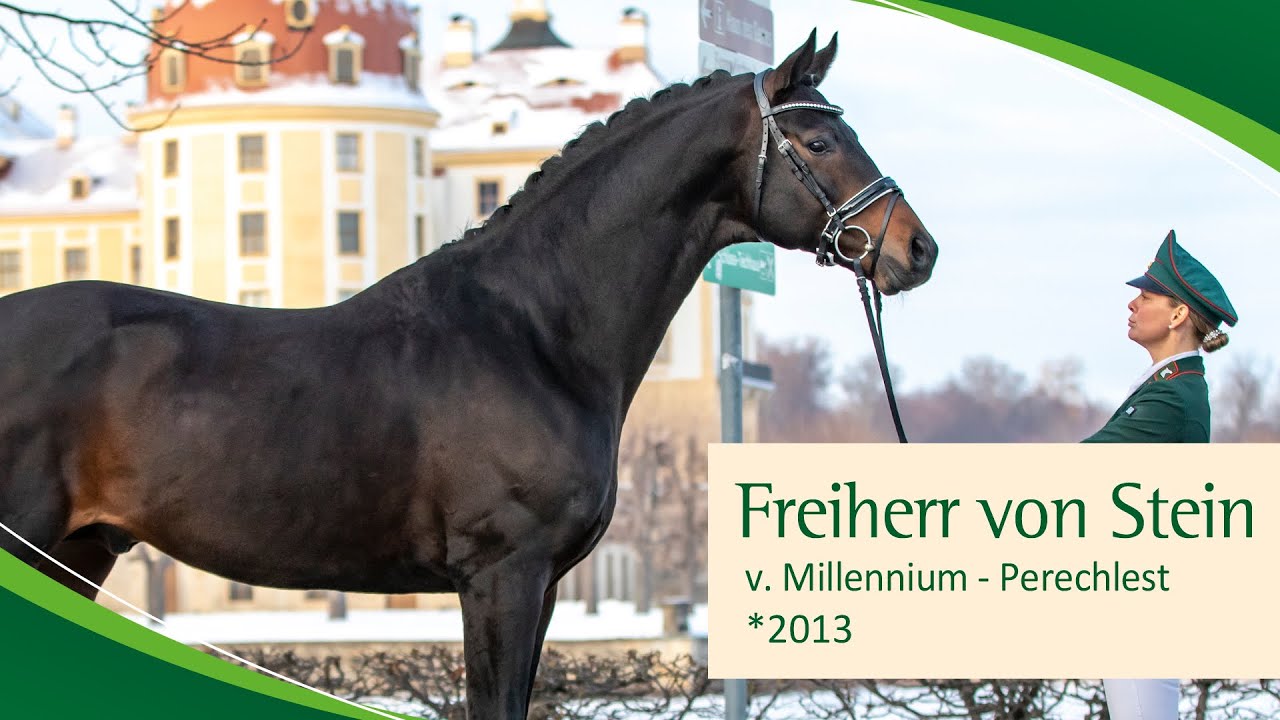 FREIHERR VON STEIN v. Millennium - Perechlest