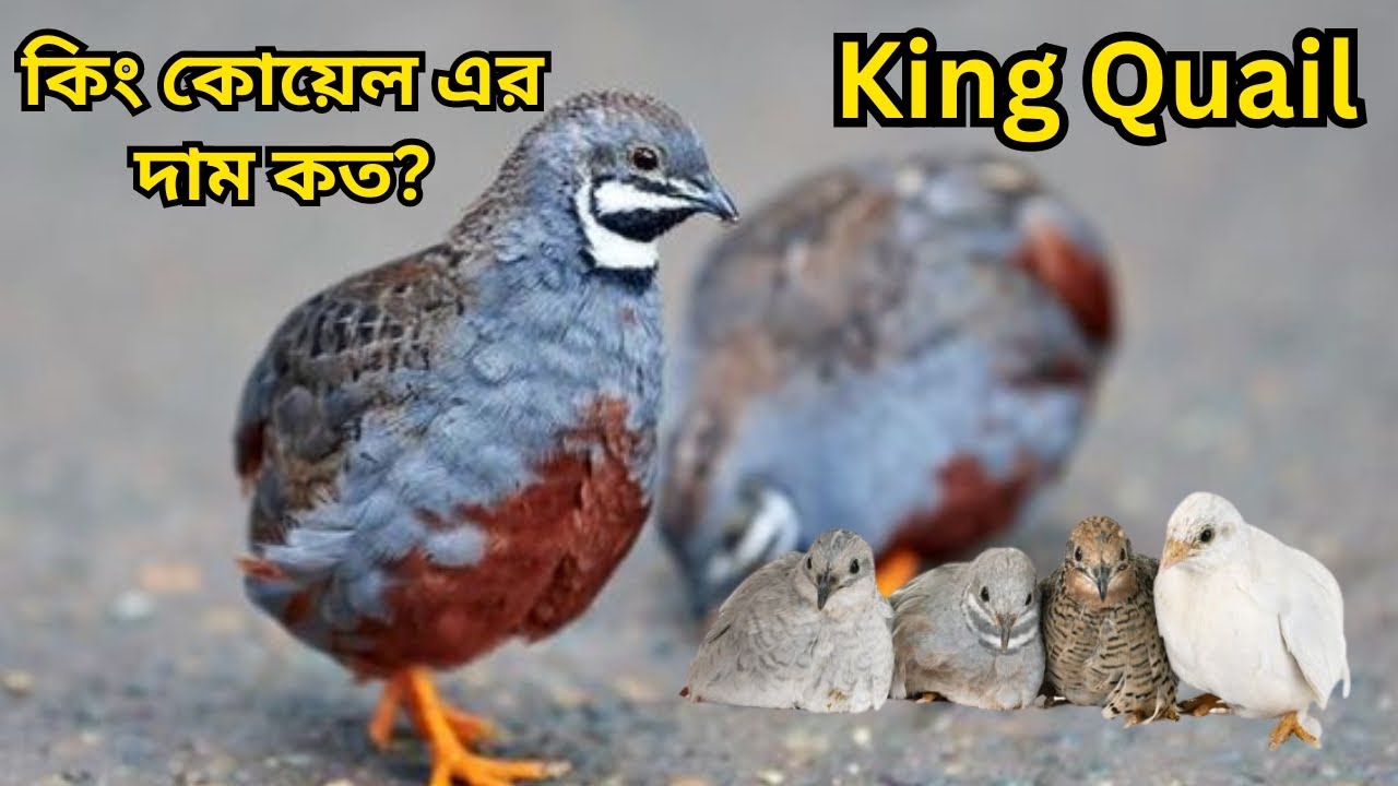 কিং কোয়েলের  দাম কত?কোথায় পাব?King Quail price in bd and India.King quail price-Pets Paradise