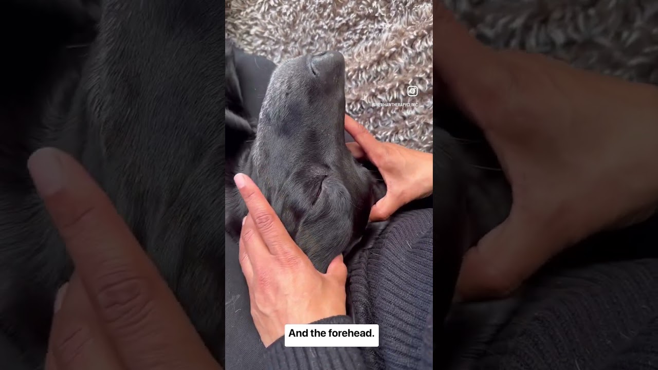 Animal Osteopathy
