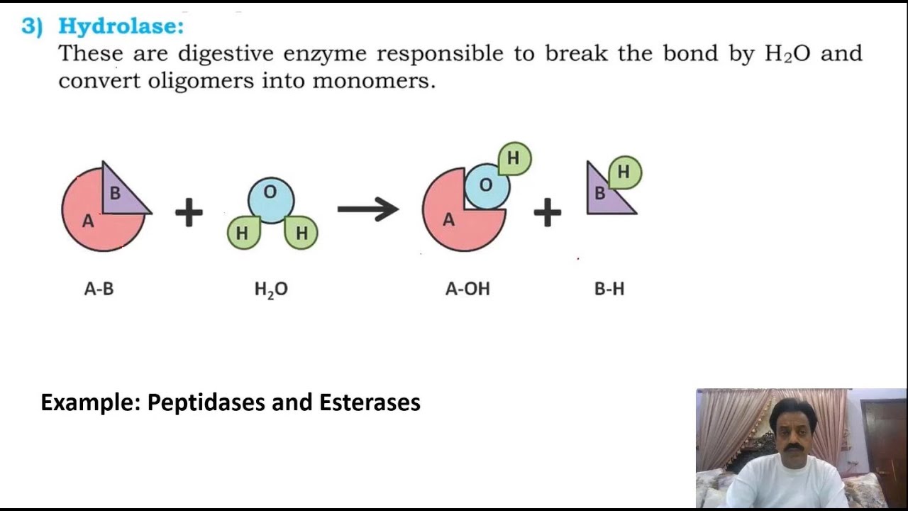 Chapter 2: / First year Biology / Enzymes / Part 13 / Classification of enzymes / Sindh Text Board