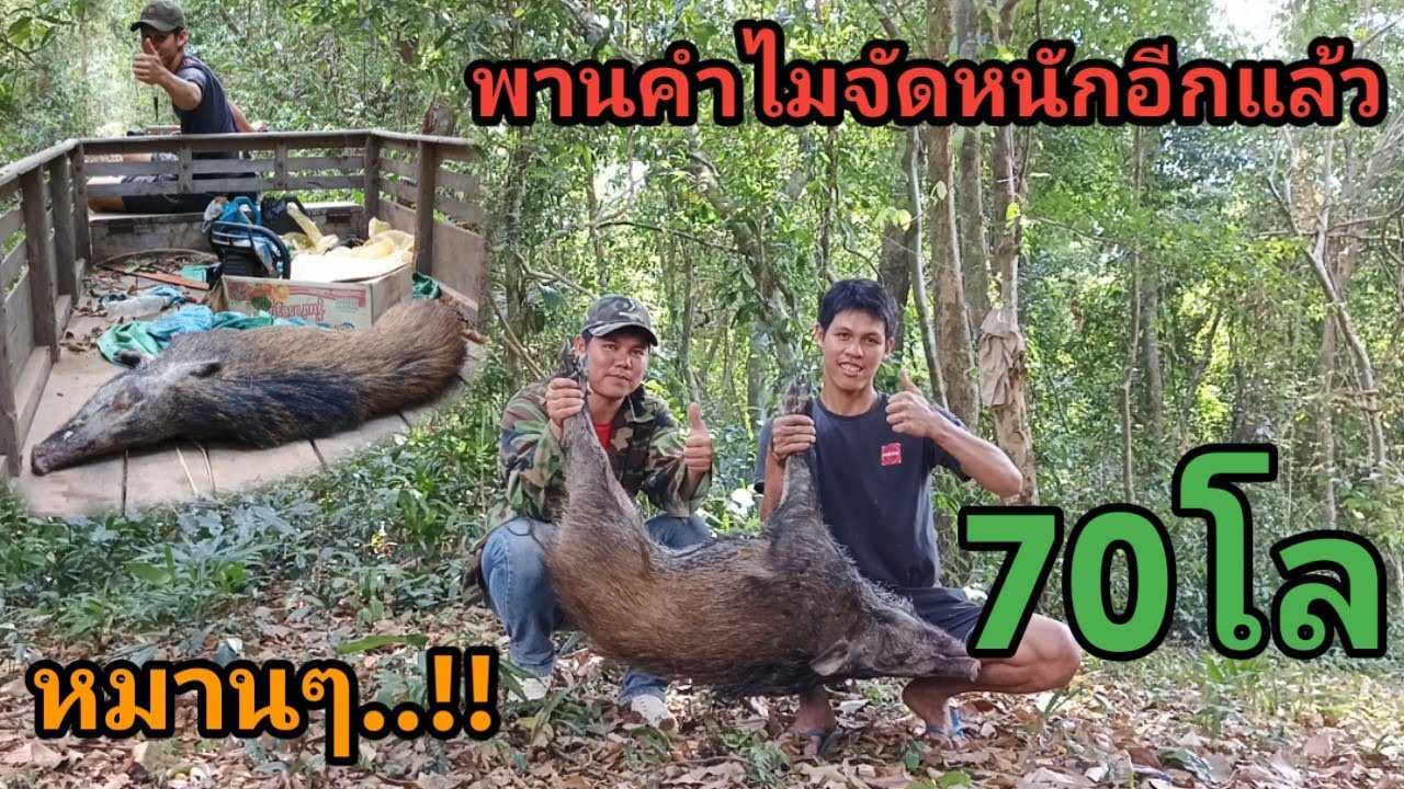 กับดักหมูป่านายพานไมทำงานอีกแล้วรอบนี้หมานสัตว์ใหญ่บัก70โล สุดยอดจิ่งๆ #นายพราน #เข้าป่า 
