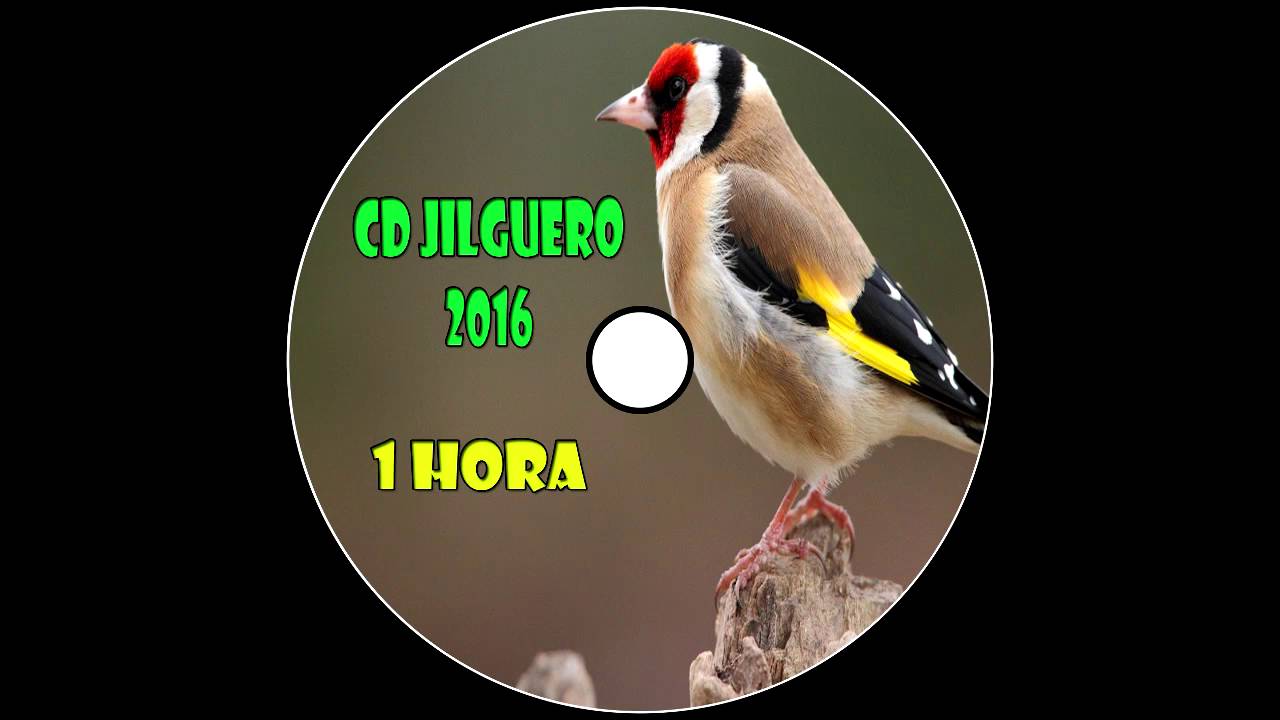 CD Jilguero / Educación Noveles / 2016 / 1 Hora