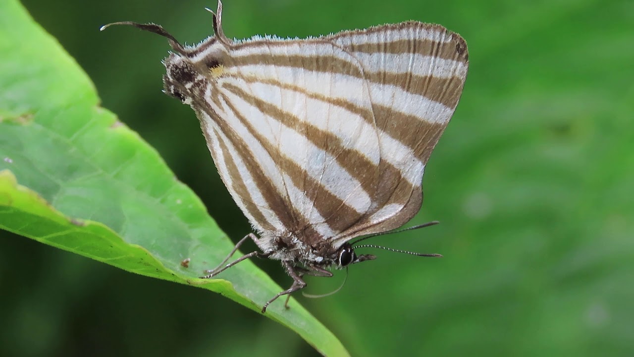 Laothus gibberosa  (Lycaenidae) Manizales, Colombia