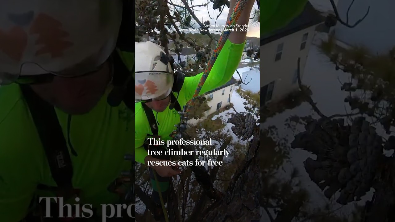 This professional tree climber regularly rescues cats for free