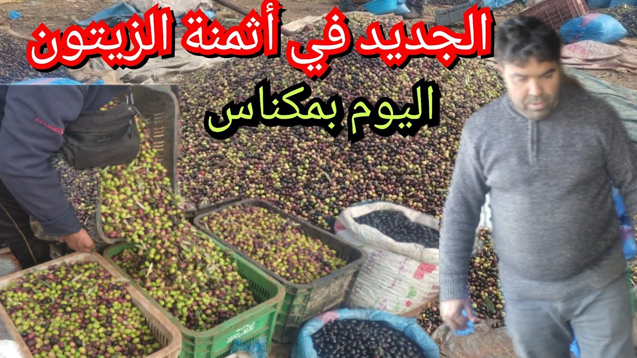 بعد الامطار الاخيرة انخفاض في أثمنة الزيتون البوري البلدي في سوق وسلان مكناس 