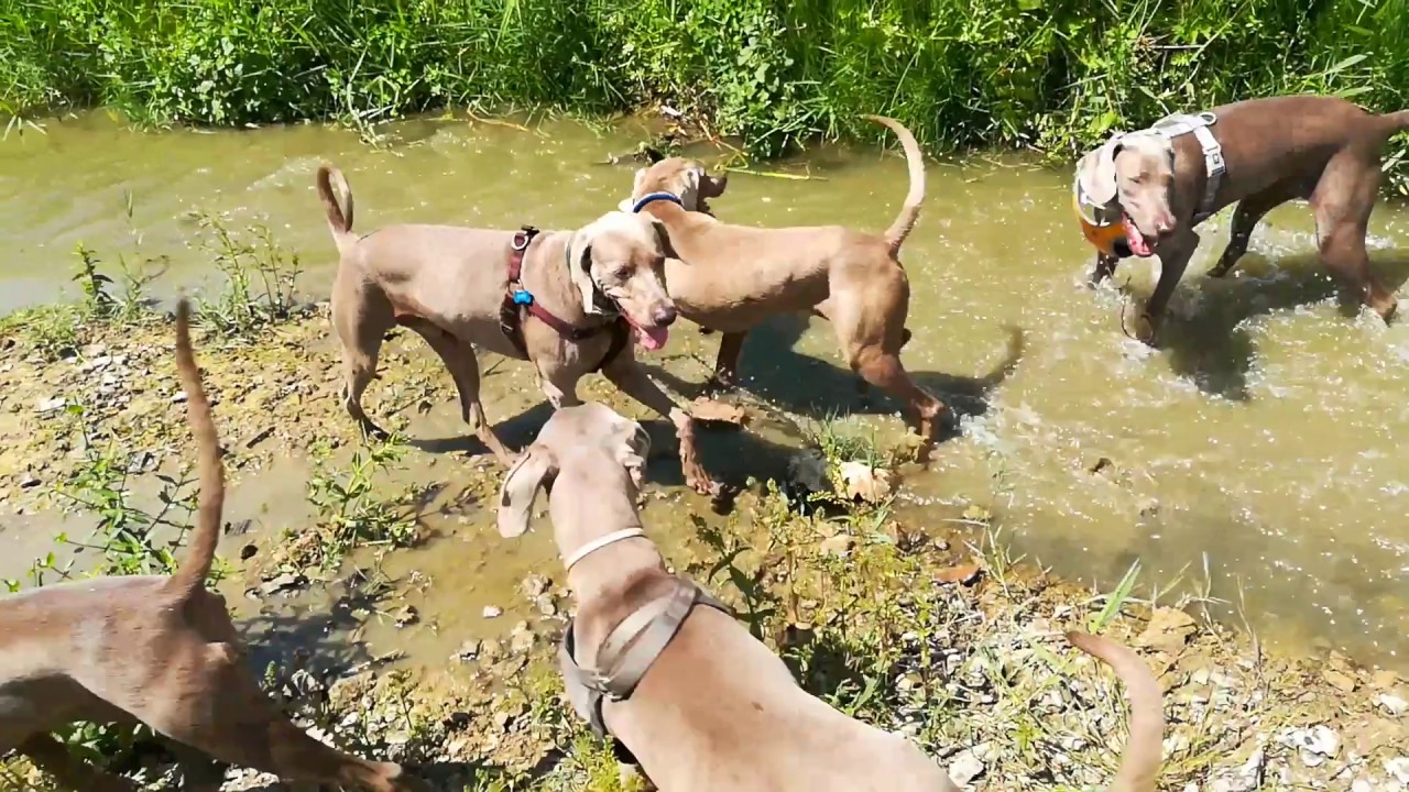 Raduno Amatoriale Weimaraner Ponsacco 4-06-2017
