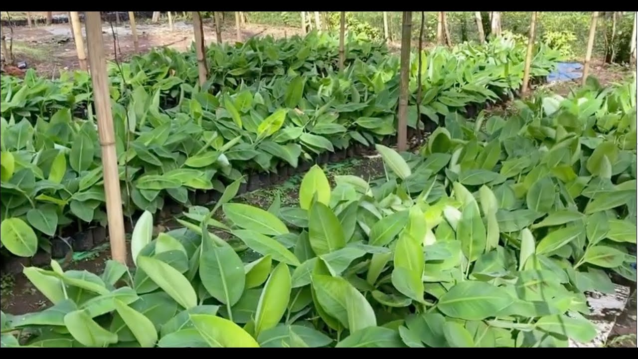 Yes!!!! We sell & ship Tissue cultured banana seedlings/plantable…