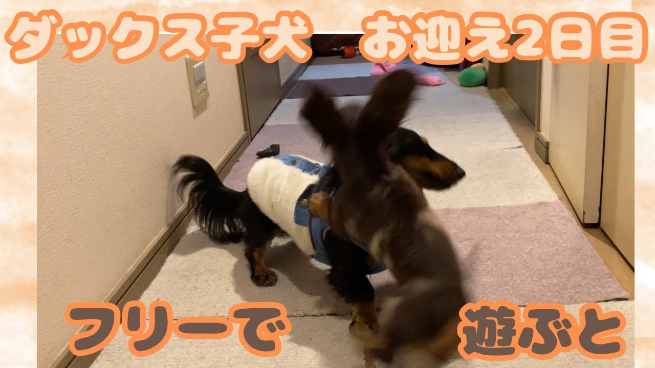 【エトワとステラ】子犬が我が家にやってきた　ダックス子犬お迎え2日目　先住犬との初フリー対面