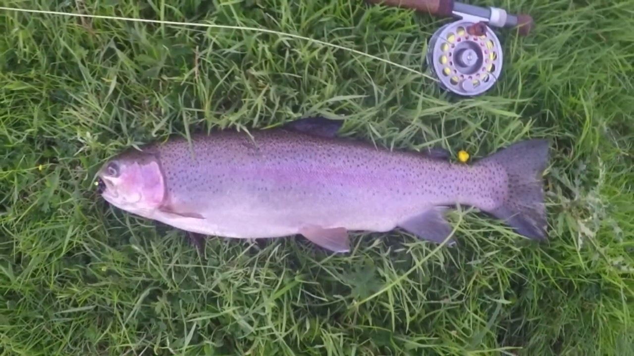 Fly Fishing at Twilight for Rainbow Trout