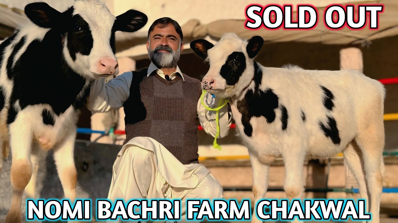Heifers cargo to new home | NOMI BACHRI FARM CHAKWAL | SOLD OUT