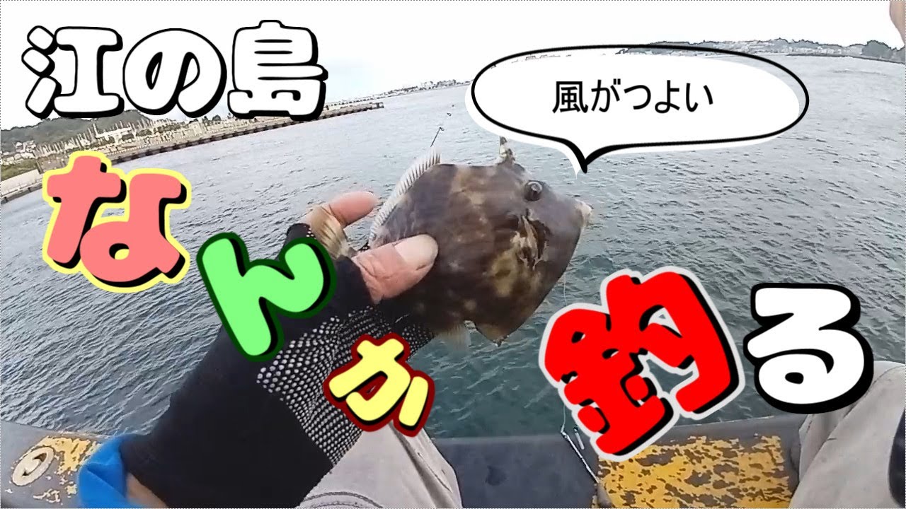 江の島でエサ釣り【2025年9月末】