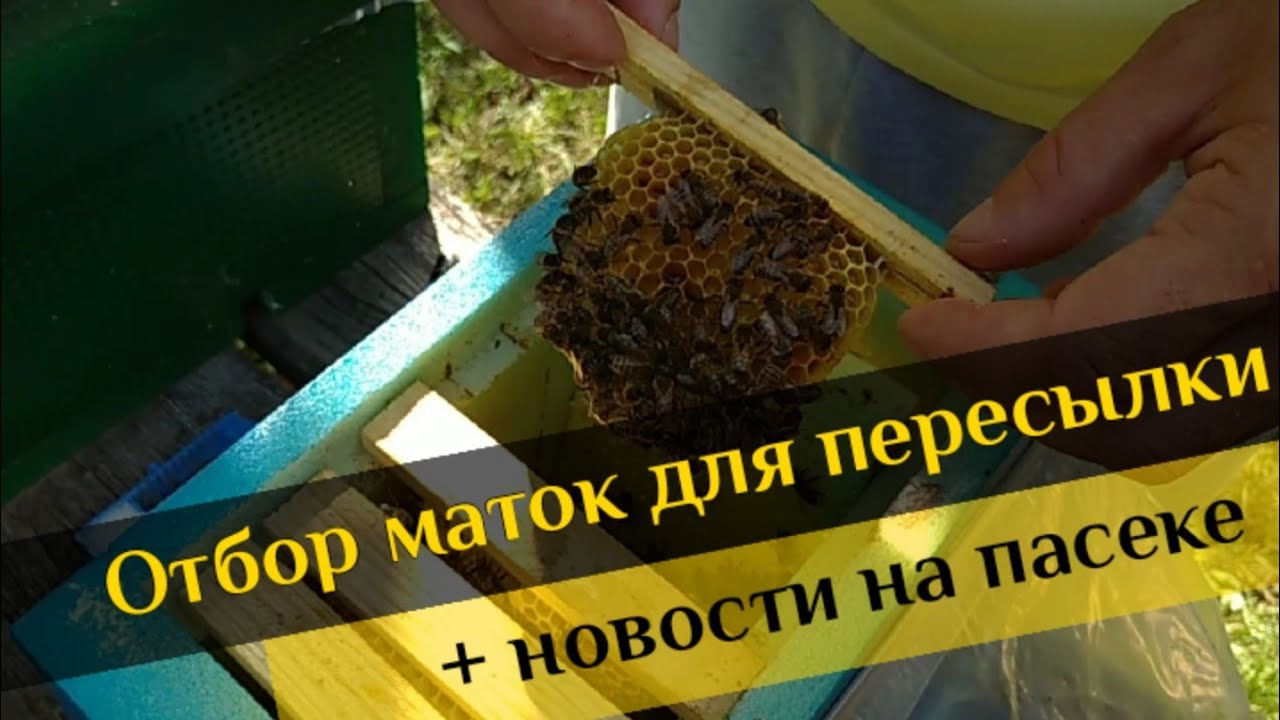 🐝Осмотр хода главного взятка. 🐝Работа с нуклеусами.🐝Что нового в саду?