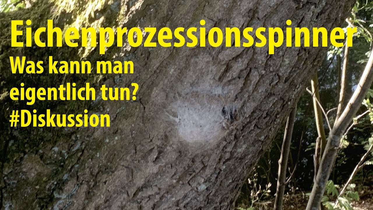 Eichenprozessionsspinner - Was können wir tun?
