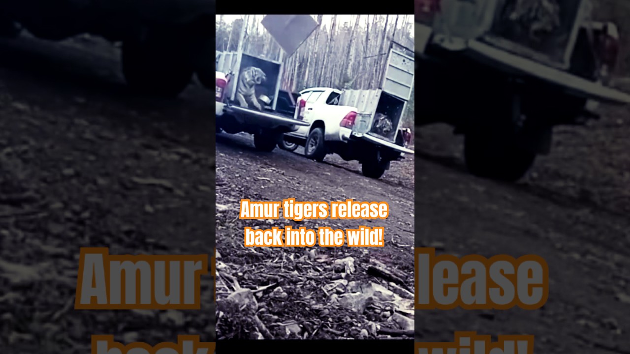 Amur tigers release back into the wild!