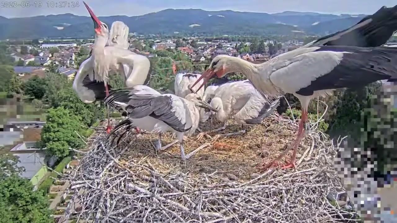 Нападение во время кормления в гнезде аиста Кирхзартен, Германия